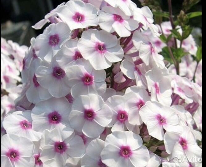 Флоксы многолетние