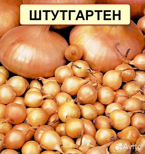 Лук севок Оптом