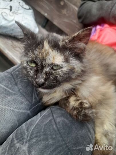 Котёнок девочка 3 мес