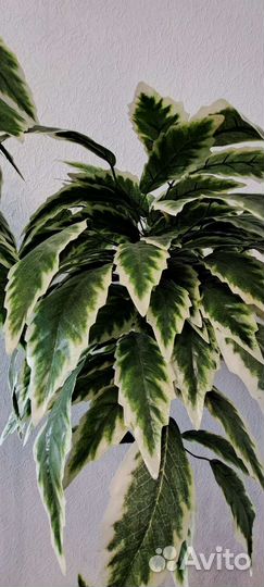 Искусственное дерево Манго