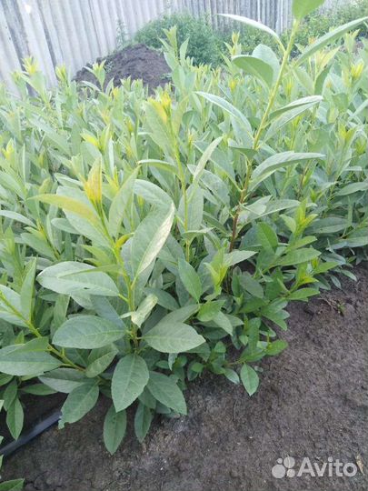 Саженцы вишни Бессея