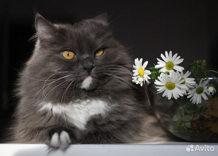 Фотограф анималист