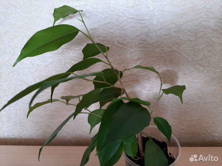 Фикус Бенджамина Эстер