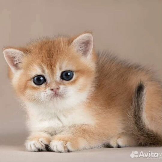 Британские золотые шиншиллы