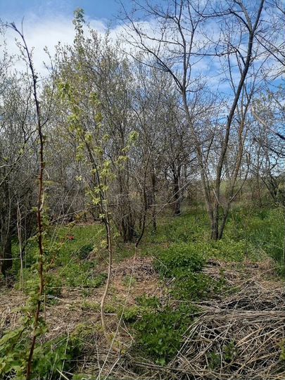 Участок 32 сот. (ИЖС)