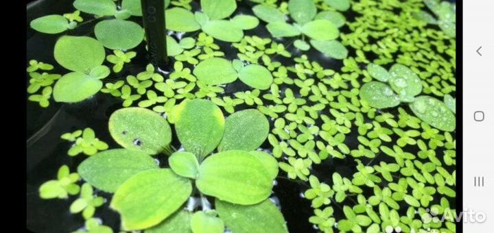 Продам пистию