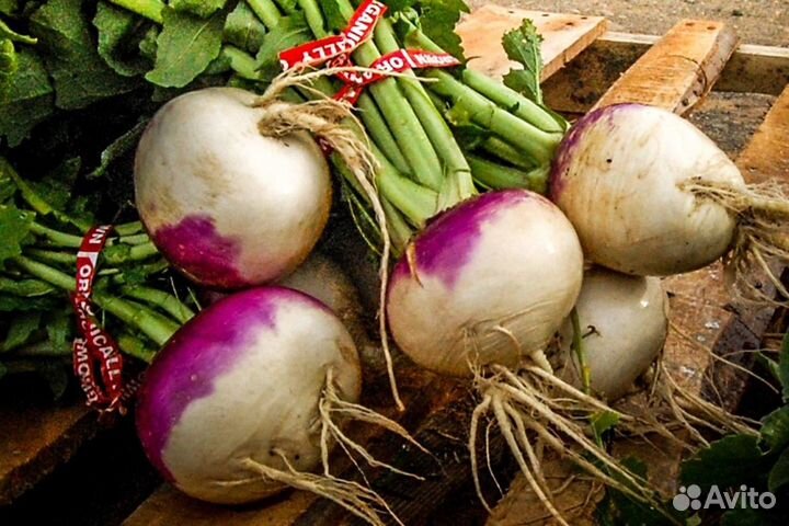 Семена репы