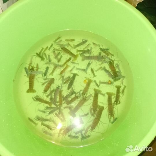 Малек австралийского рака