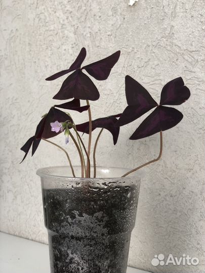 Кислица (оксалис)