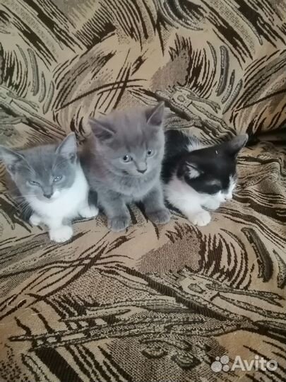 Кошки в добрые руки бесплатно