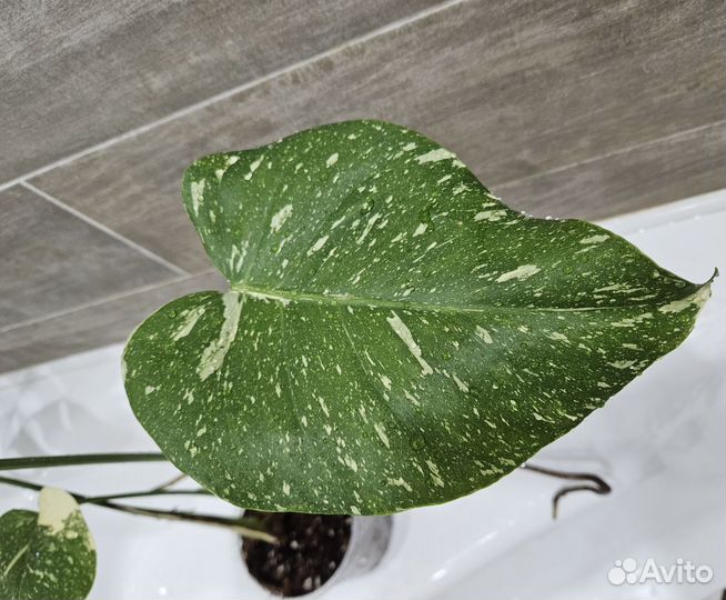 Монстера тайское созвездие домашняя