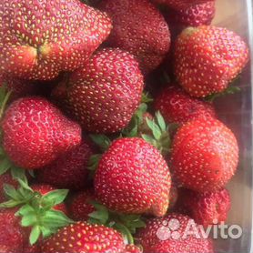 Рассада клубники и земляники в Москве 🍓 - купить клубнику и землянику в интернет магазине Один Дом