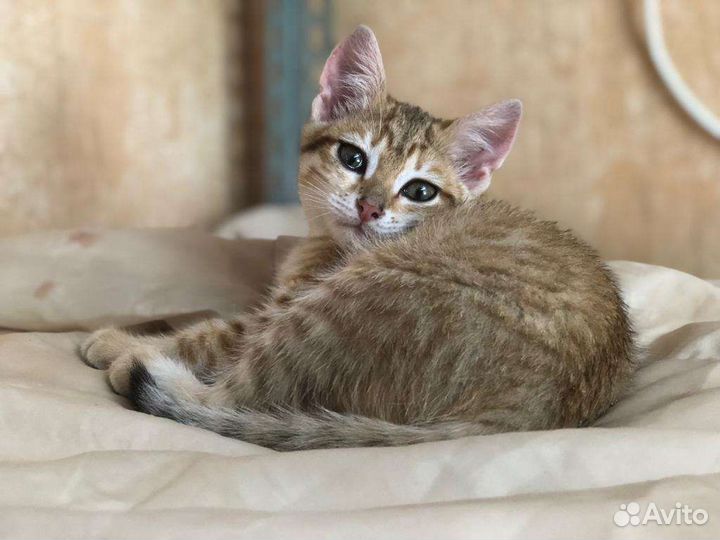 Котёнок кошечка