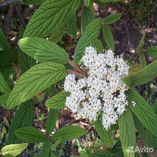 Калина обыкновенная