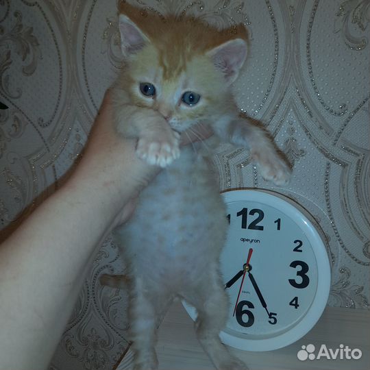 Котята очень ручные