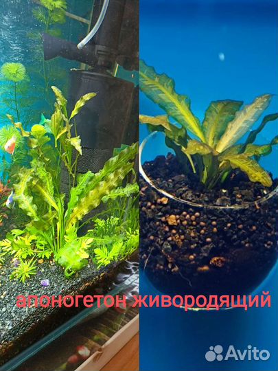 Аквариумные растения