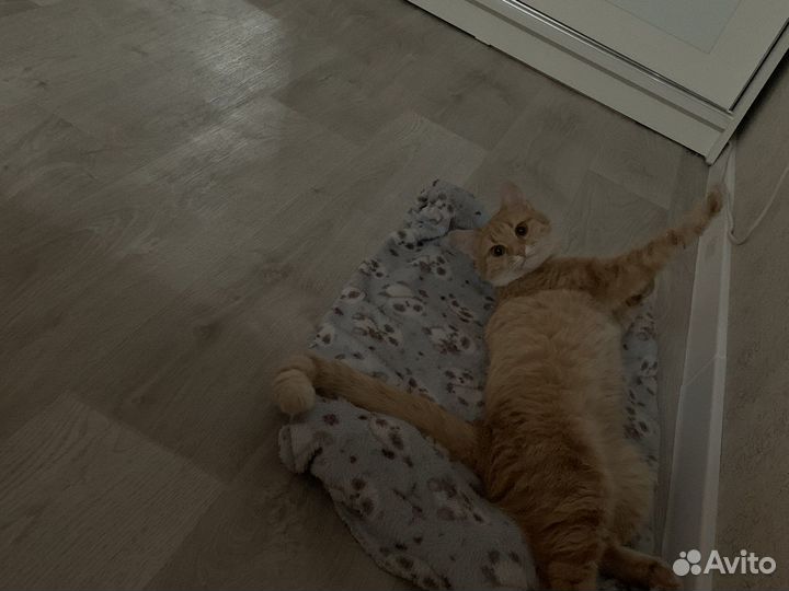 Кошка