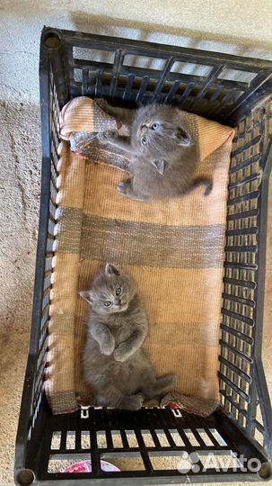 Британские котята бесплатно