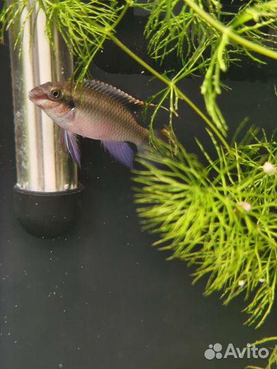 Цихлиды Псевдотрофеус зебра голубой и другие