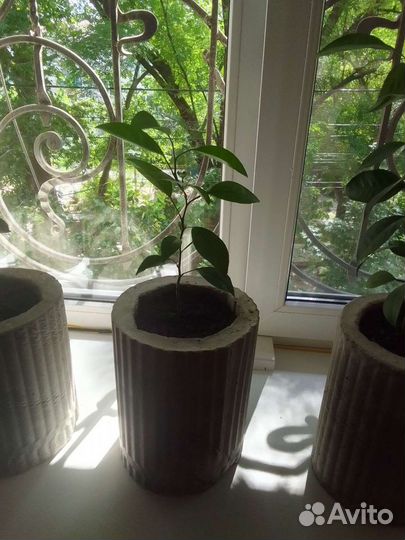 Мандариновое дерево