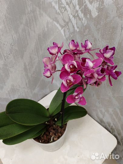 Орхидея Пелор мультифлора