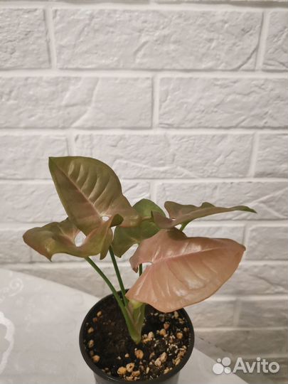 Сингониум неон