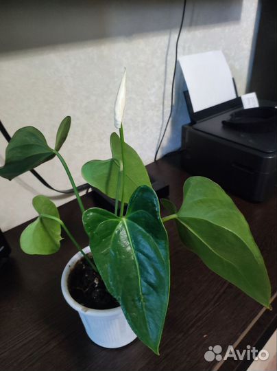 Комнатные цветы