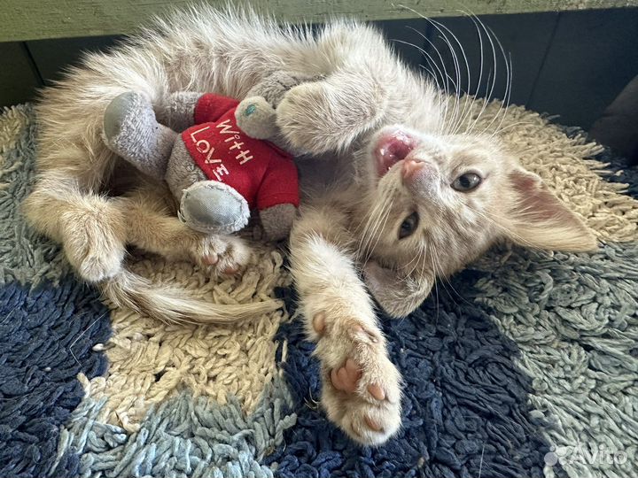 Котёнок в добрые руки