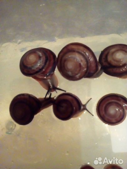 Улитки караколусы