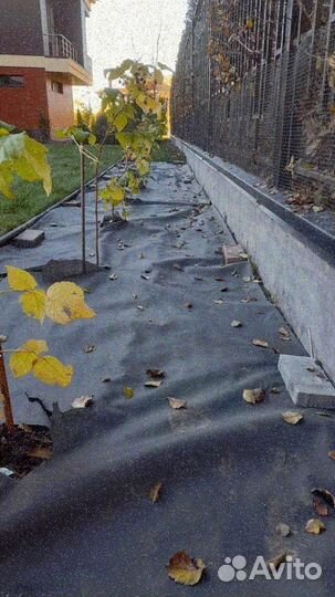 Рулонный газон