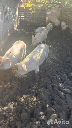 Мясо свинина домашняя