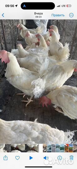 Куры несушки