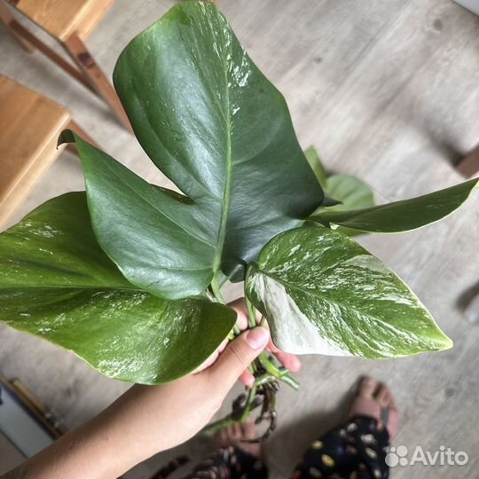 Монстера альба