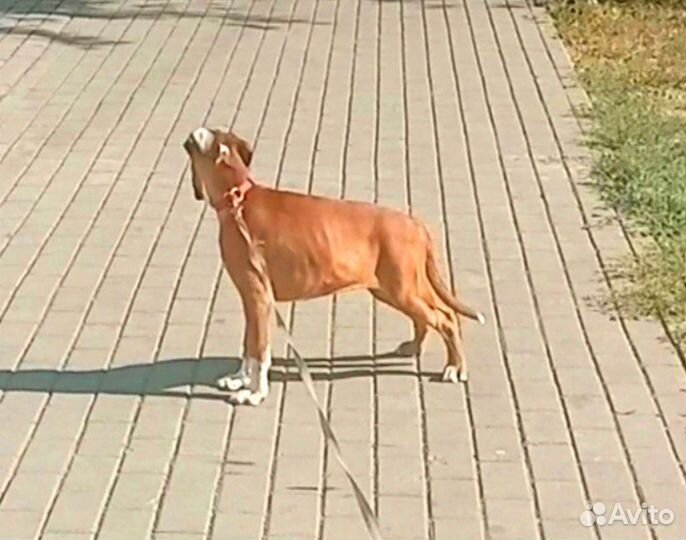 Щенок боксера