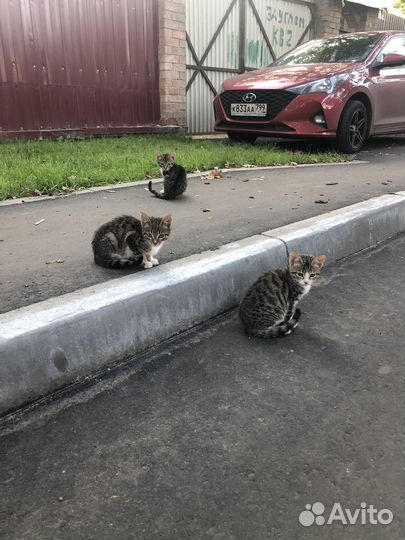 Котята Бенгальские почти)