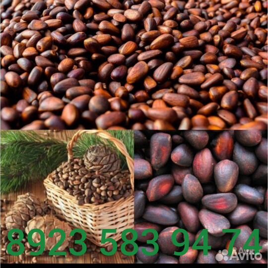 Продам кедровый орех 2500 10л