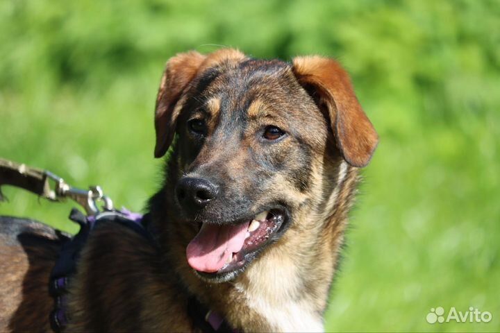 Щенок в добрые руки бесплатно