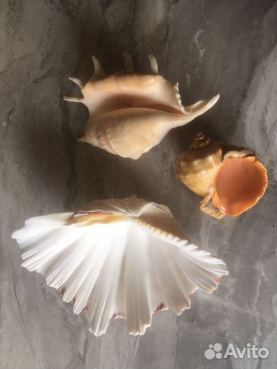 Морские сувениры(пакетом)