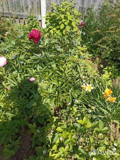 Ирисы, пионы