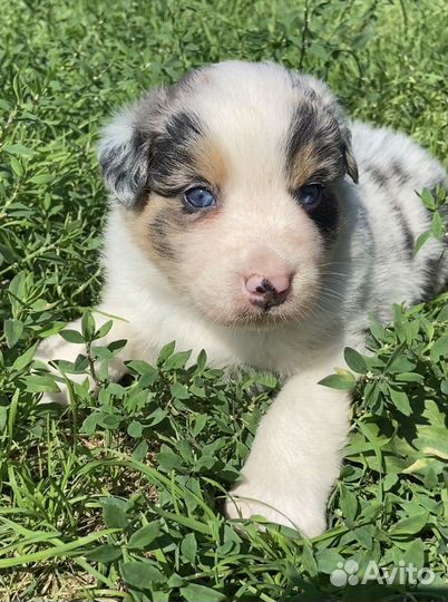 Австралийская овчарка. Шикарный мальчик