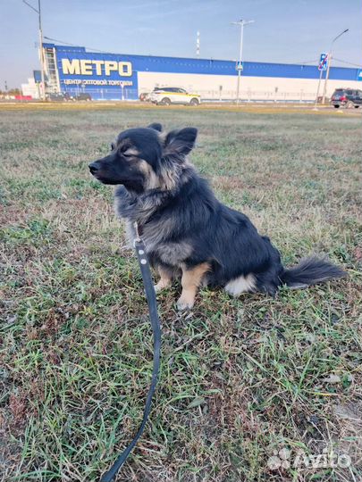 В добрые руки