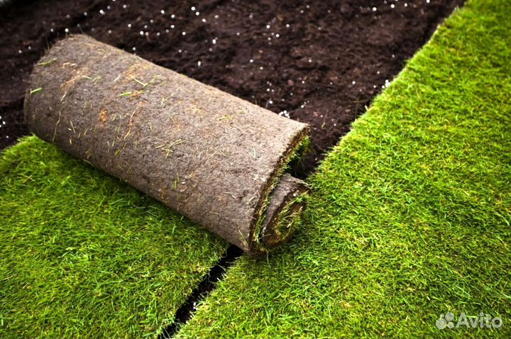 Газон под ключ. Озеленение участка