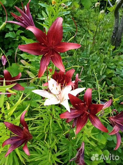 Луковицы лилий