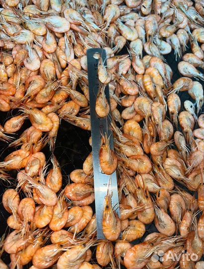 Креветка азовская вареная
