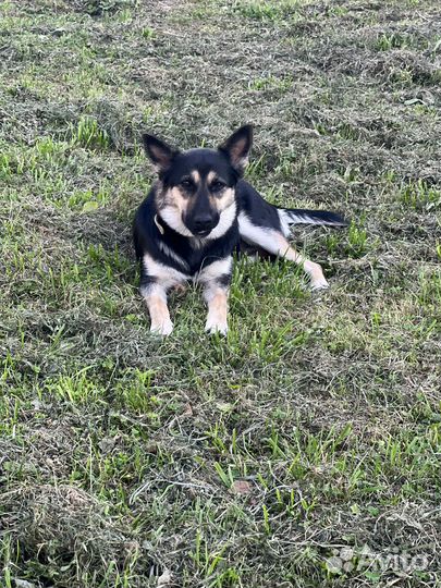 Фанта мини овчарочка