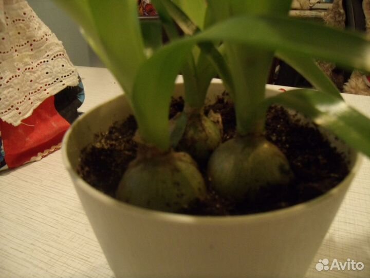 Индийский лук