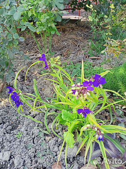 Многолетние цветы, луковицы