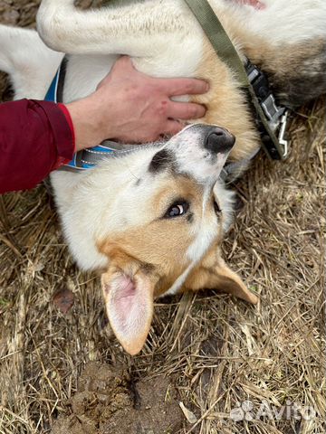 Купер. Весёлый пёсик из приюта