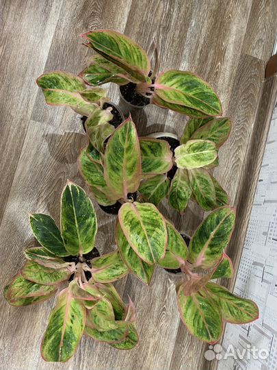 Аглаонема Амалия или Сальмон фентези