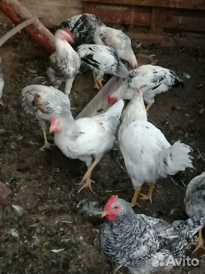 Молодые петухи